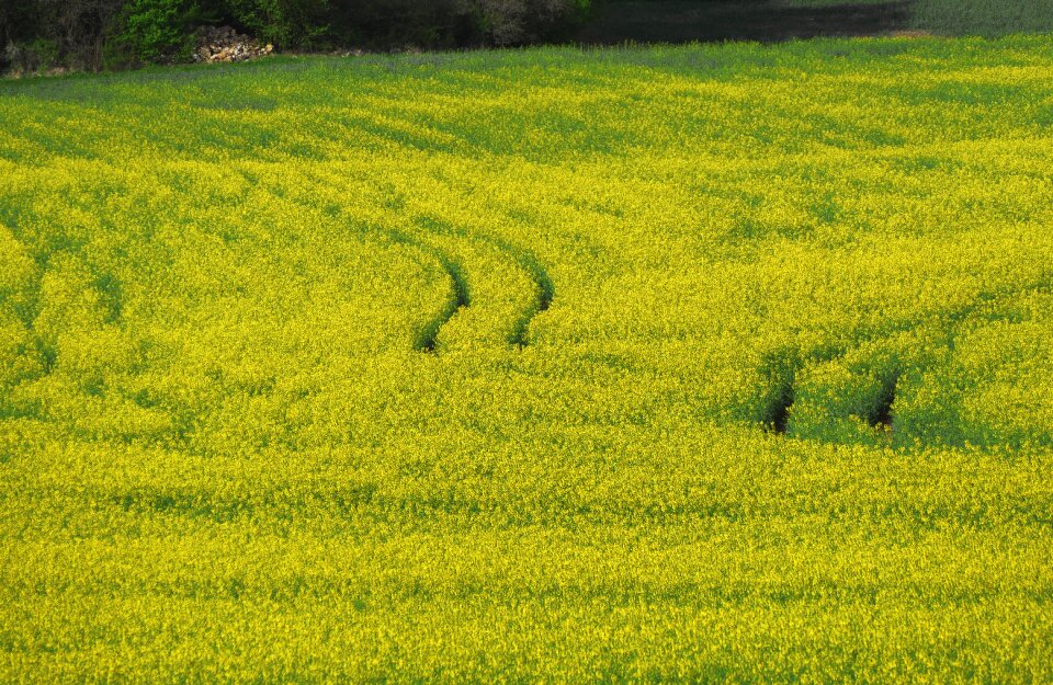 Oilseed rape lines nature