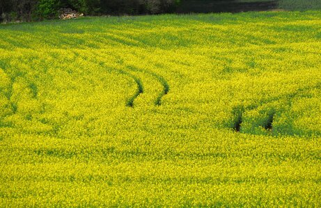 Oilseed rape lines nature photo