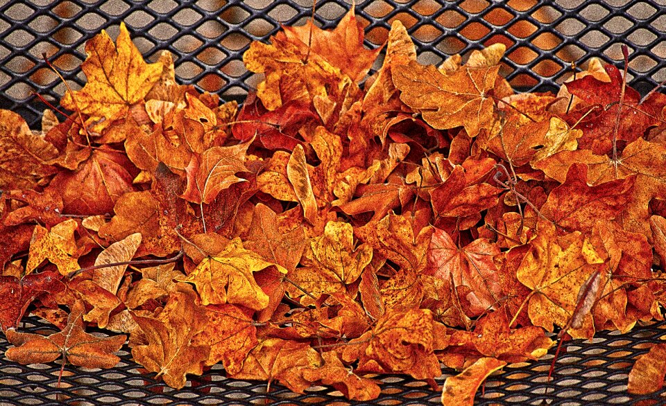 Leaf coloring autumn mood