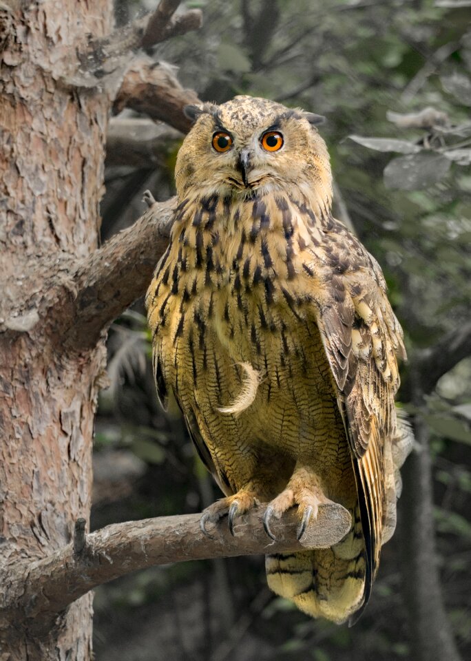 Bird of prey night fighter bird