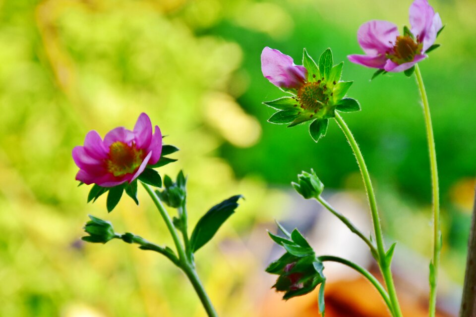 Pink flowers pink strawberry flower
