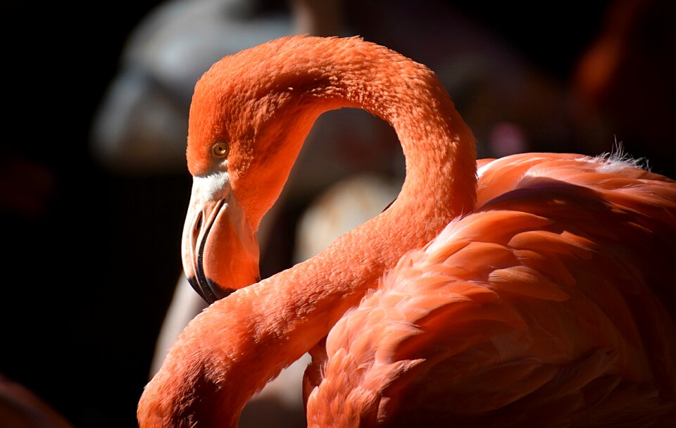 Feather pride tierpark hellabrunn