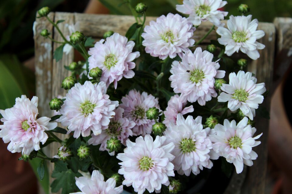 Garden chrysanthemum blossom