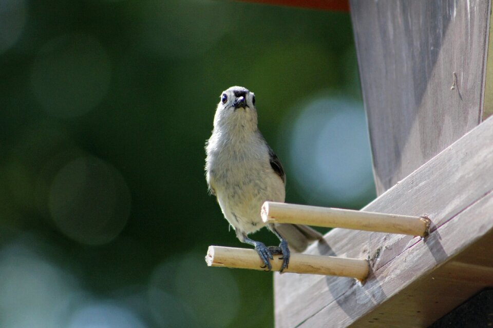 Bird animal tufted titmouse