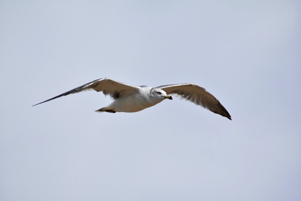 Wild birds seabird sea gull