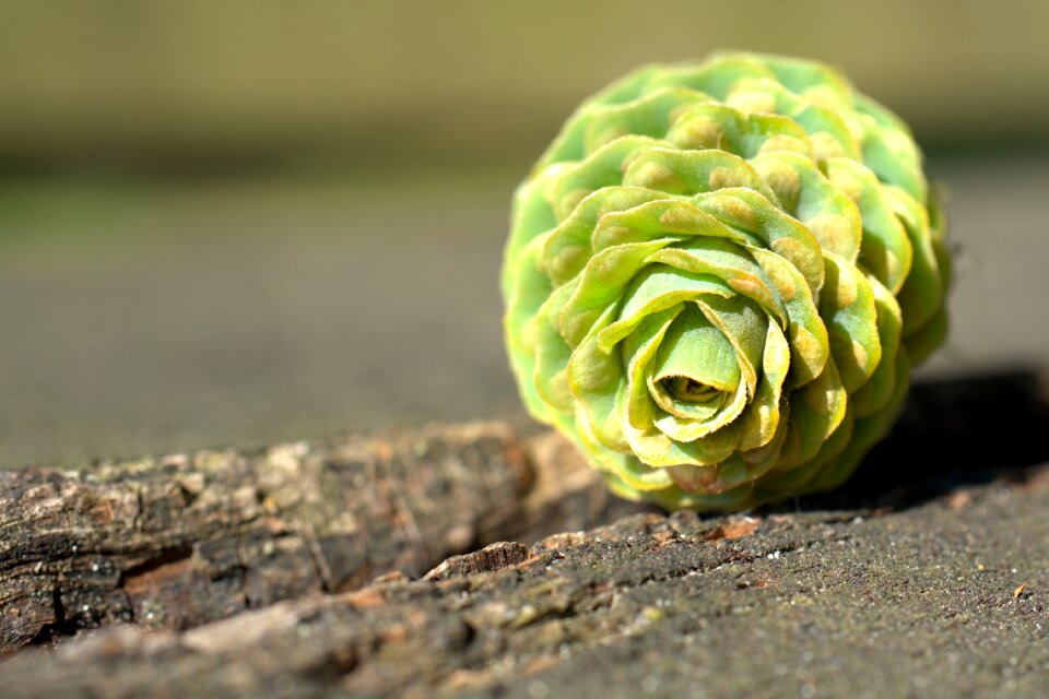 Tap evergreen conifer
