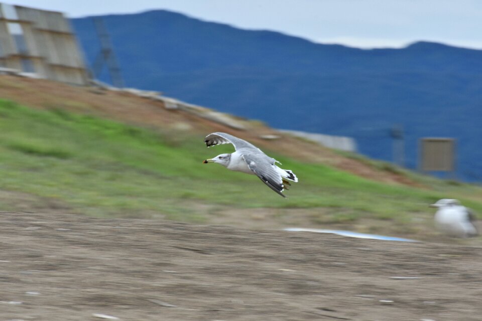 Bird wild birds seabird