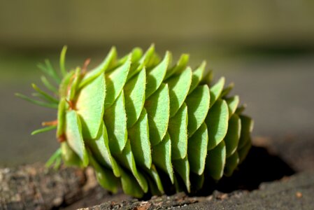 Tree tap evergreen