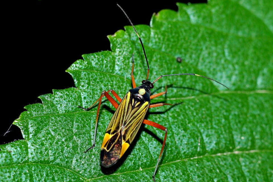 Insect macro Free photos