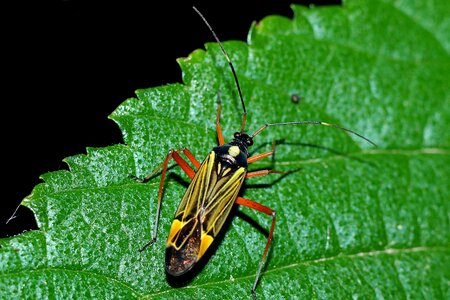 Insect macro Free photos