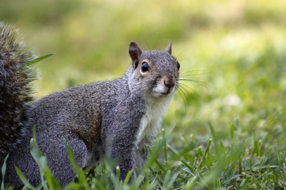 Wildlife grey squirrel wild