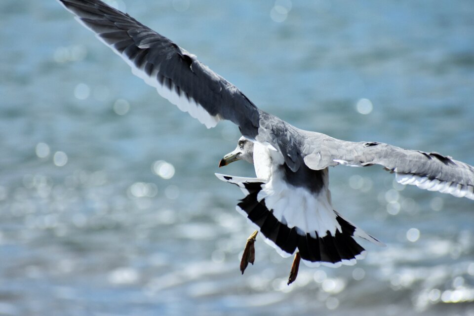 Wave bird wild birds