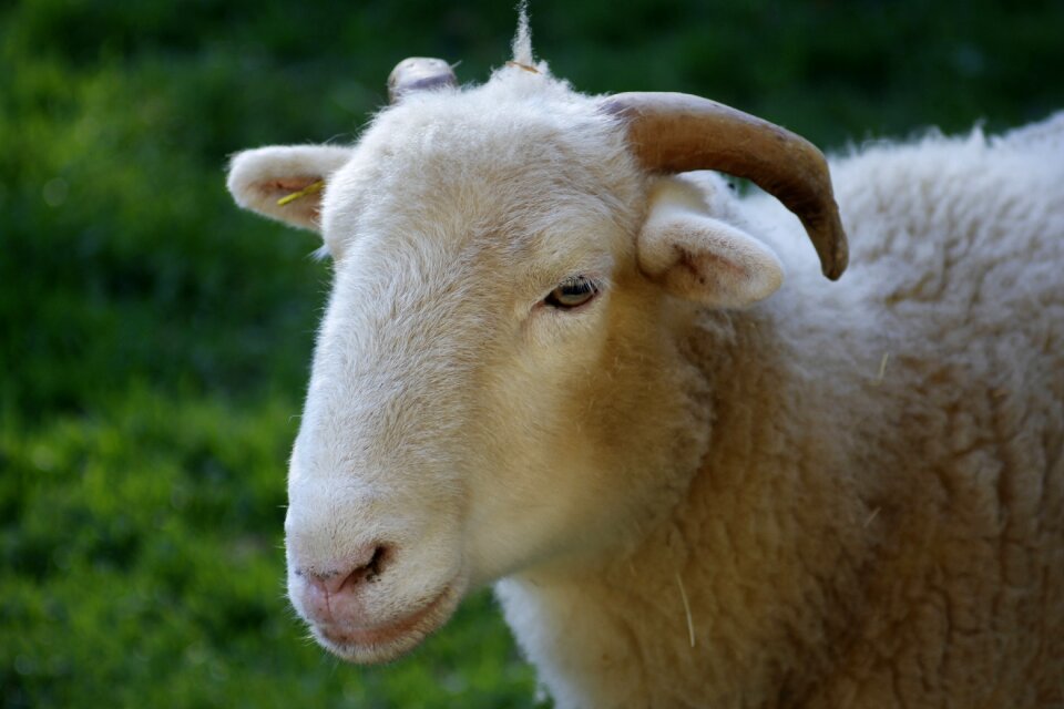 Livestock wool agriculture