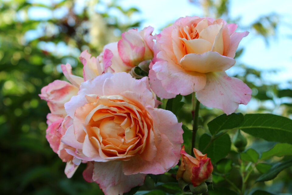White romantic floral greeting