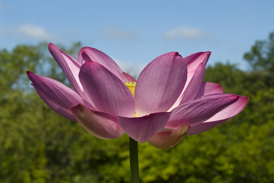 Summer floral lotus