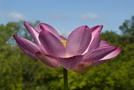 Summer floral lotus