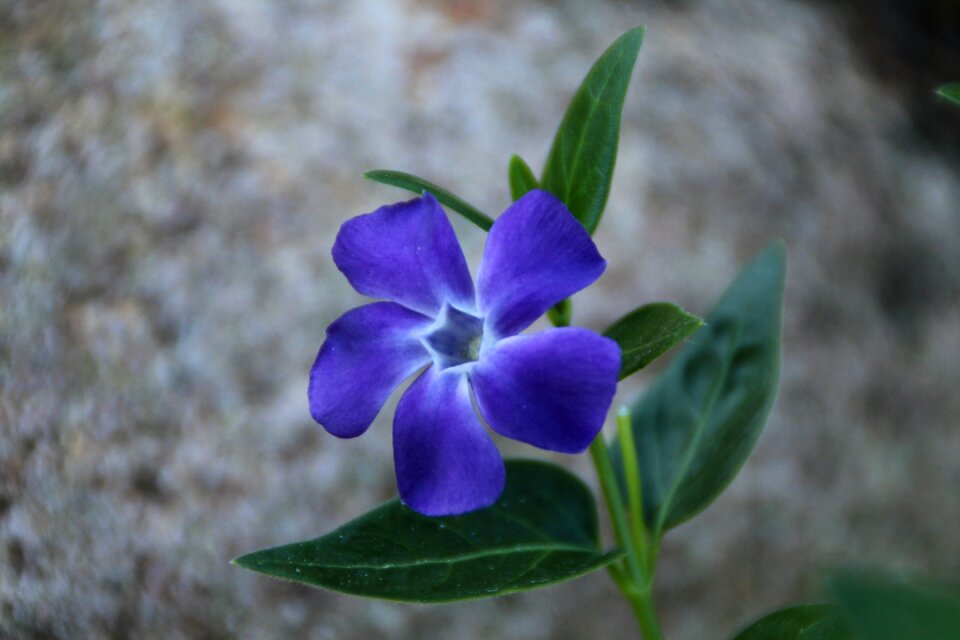 Blue purple plant