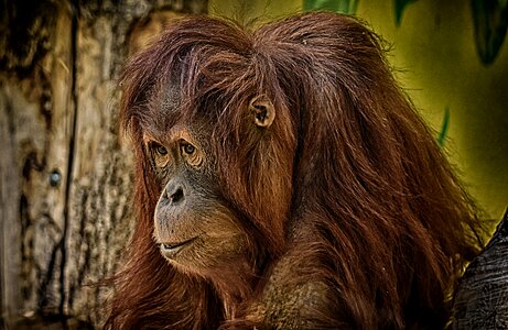 Funny zoo animal
