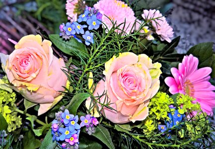 Blue forget-me-not pink chrysanthemums asters