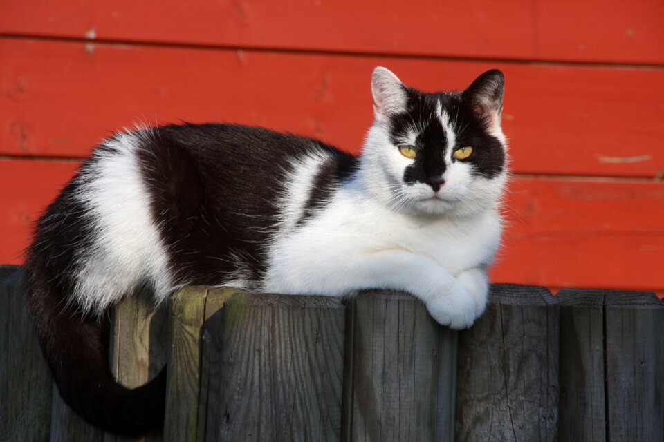 Fence pet mysterious