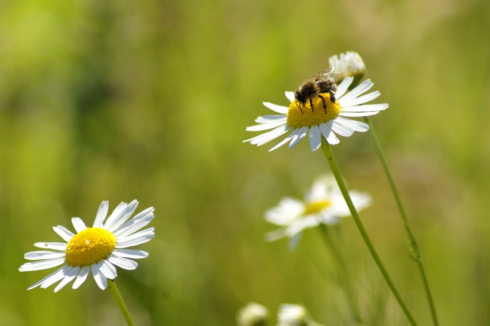 Nature insect plant