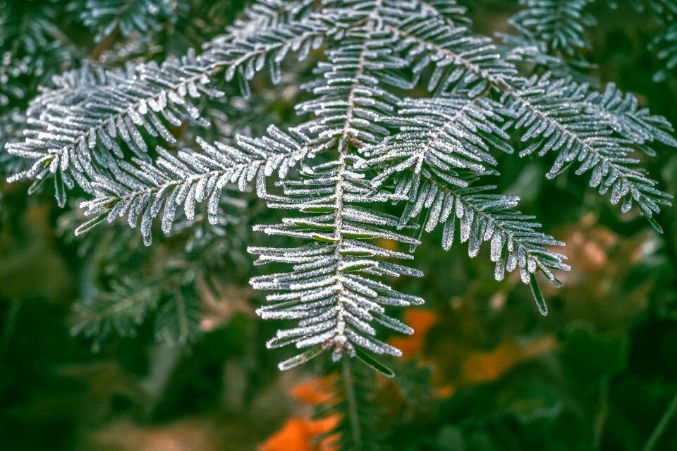Needles branch needle branch