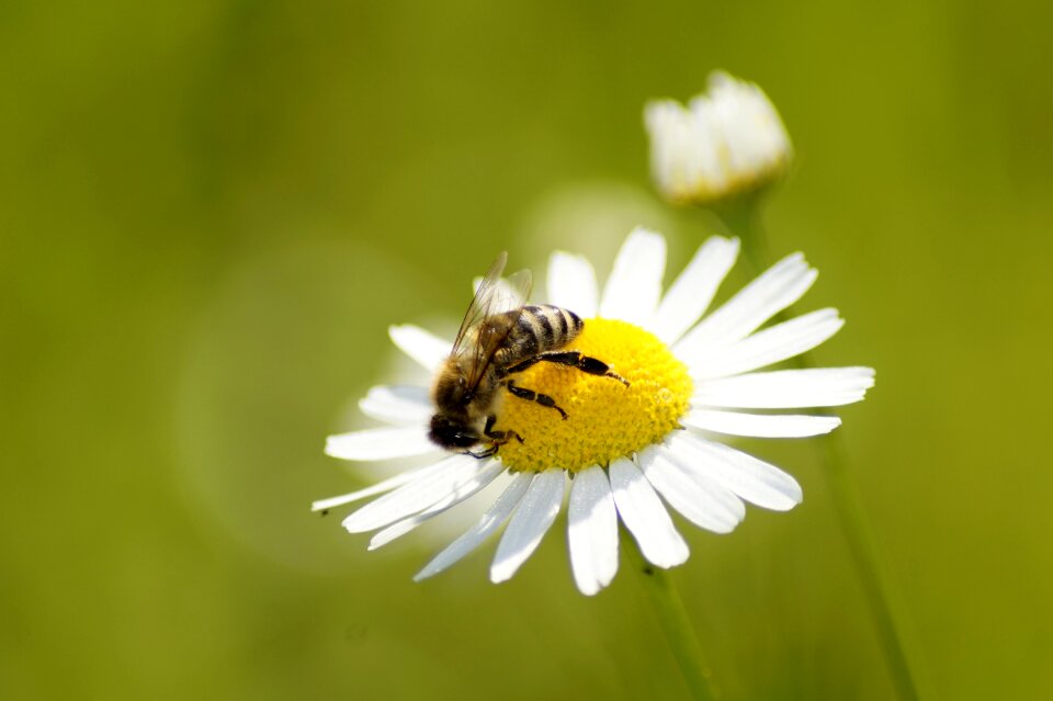 Nature yellow insect