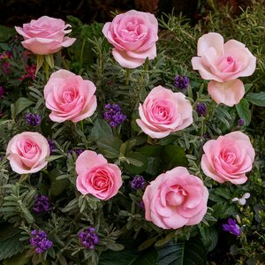 Plant flower rosebush