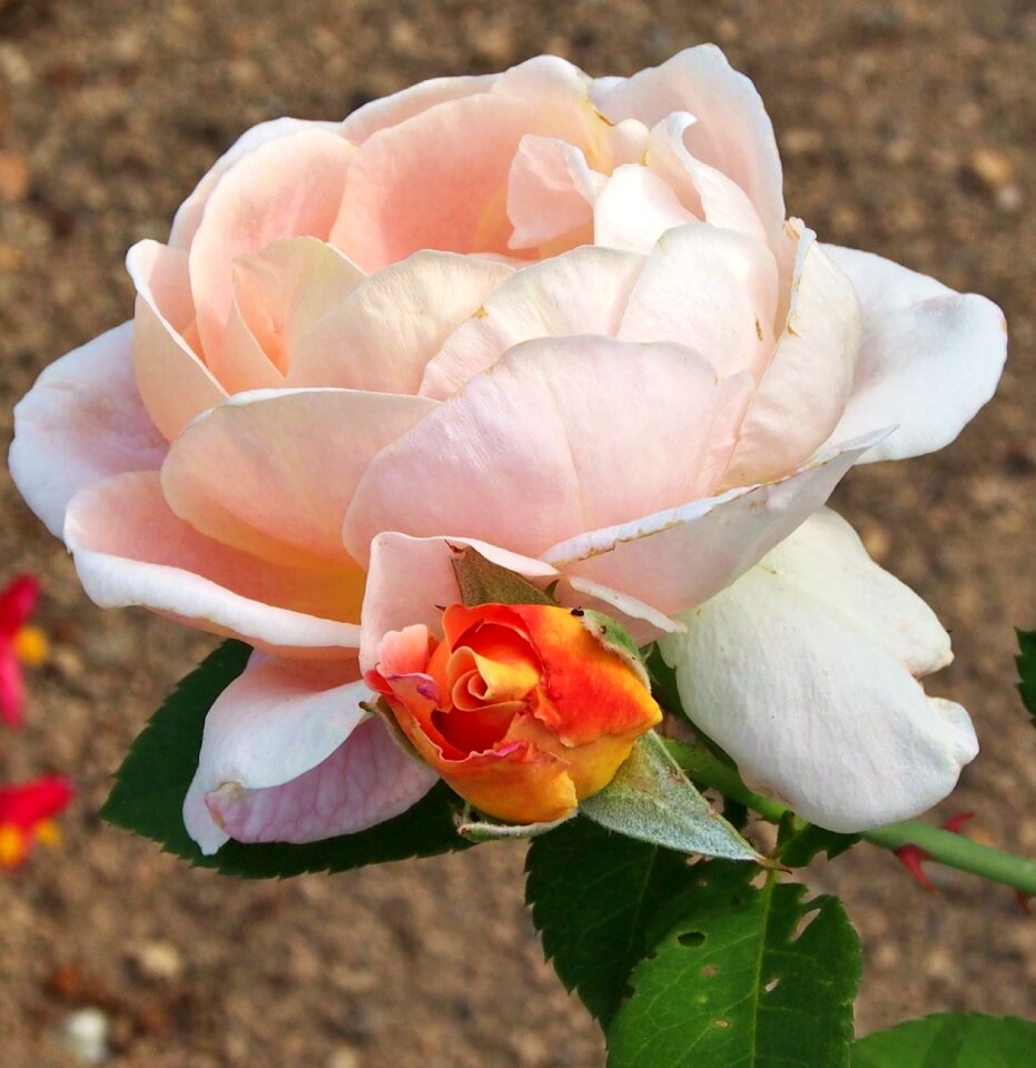 Bud summer apricot
