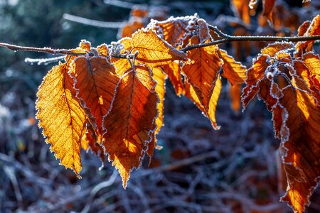 Frozen leaf ice photo