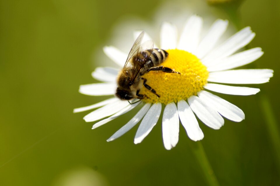 Nature yellow insect