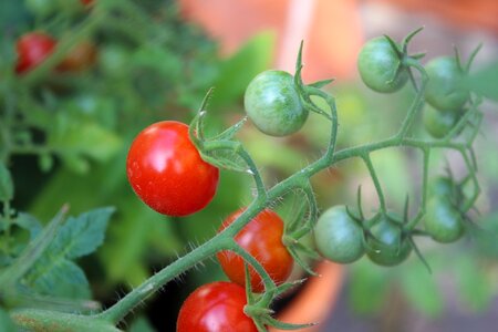 Fresh red eat