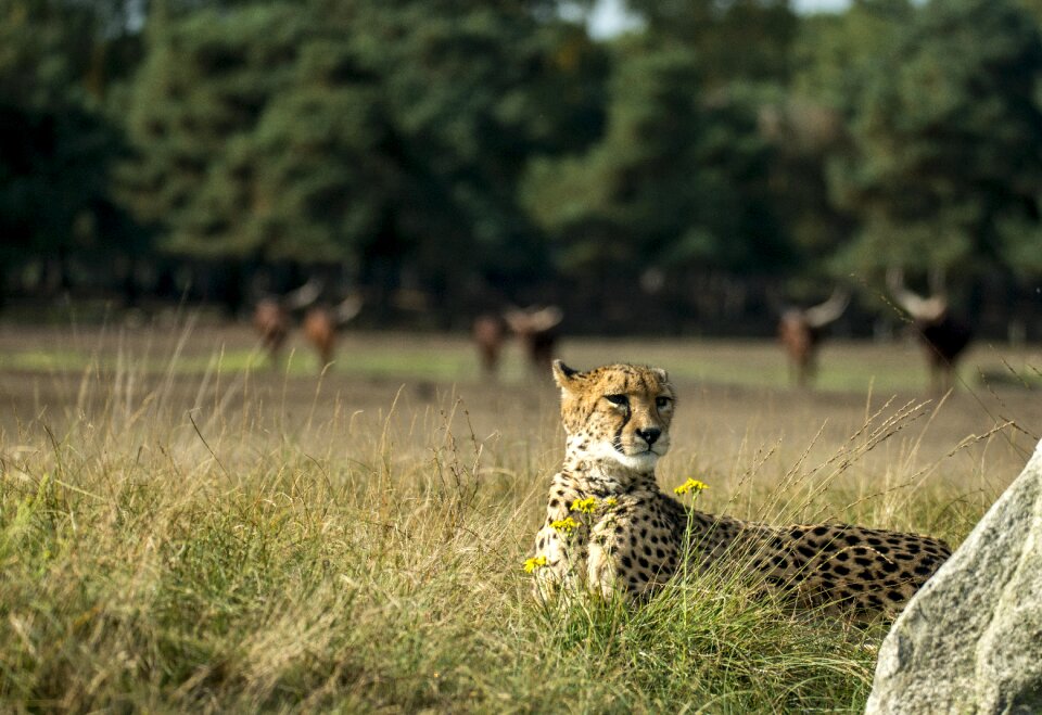 Nature wild animal animal