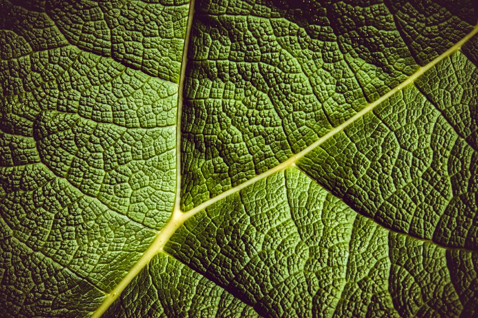 Giant leaves leaf veins plant