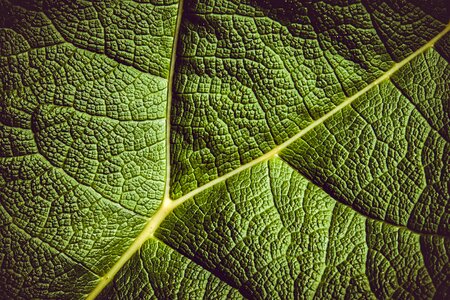 Giant leaves leaf veins plant photo