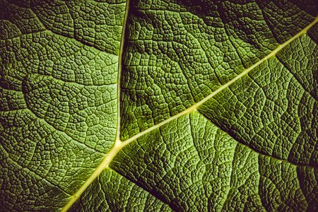 Giant leaves leaf veins plant