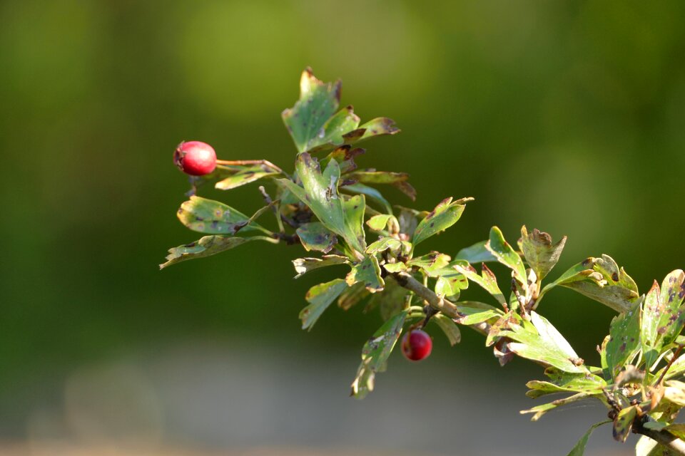 Bushes fruits autumn