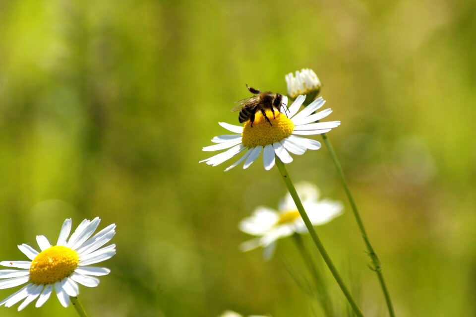 Nature yellow insect