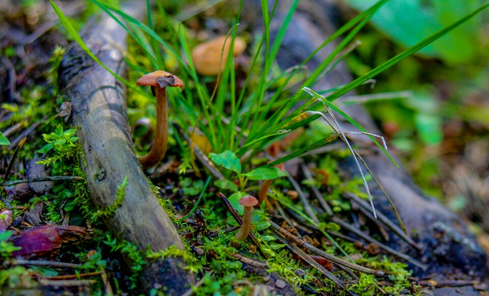 Moss autumn nature