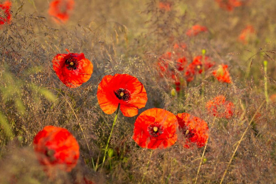 Flower figure red