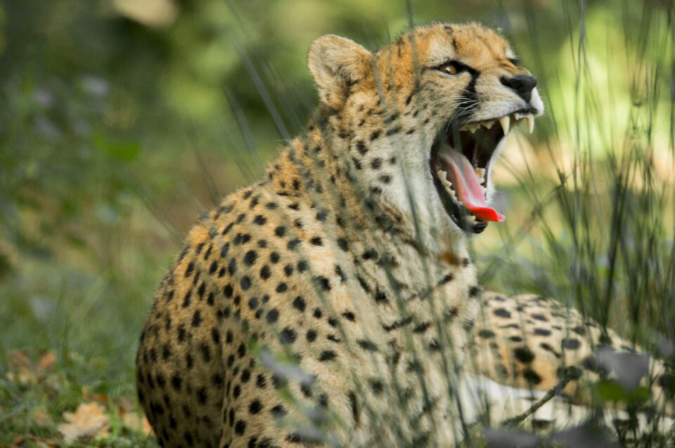 Wild animal animal animal world