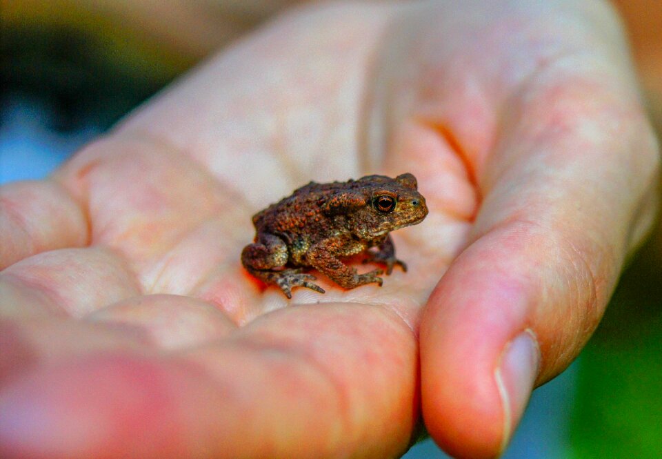 Animals amphibian macro