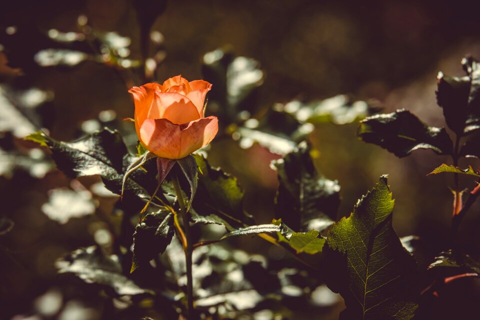 Blossom bloom orange