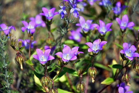 Nature flora purple flowers photo