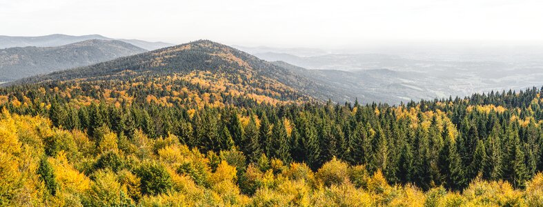 Deggendorf autumn forest