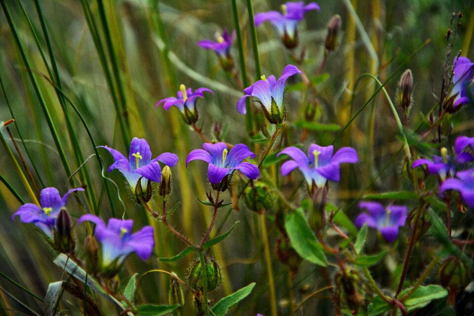 Nature flora purple flowers