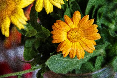 Petals nature yellow photo