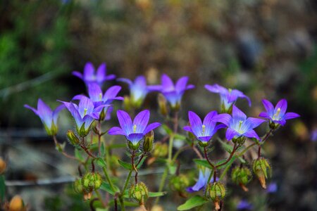 Nature flora purple flowers