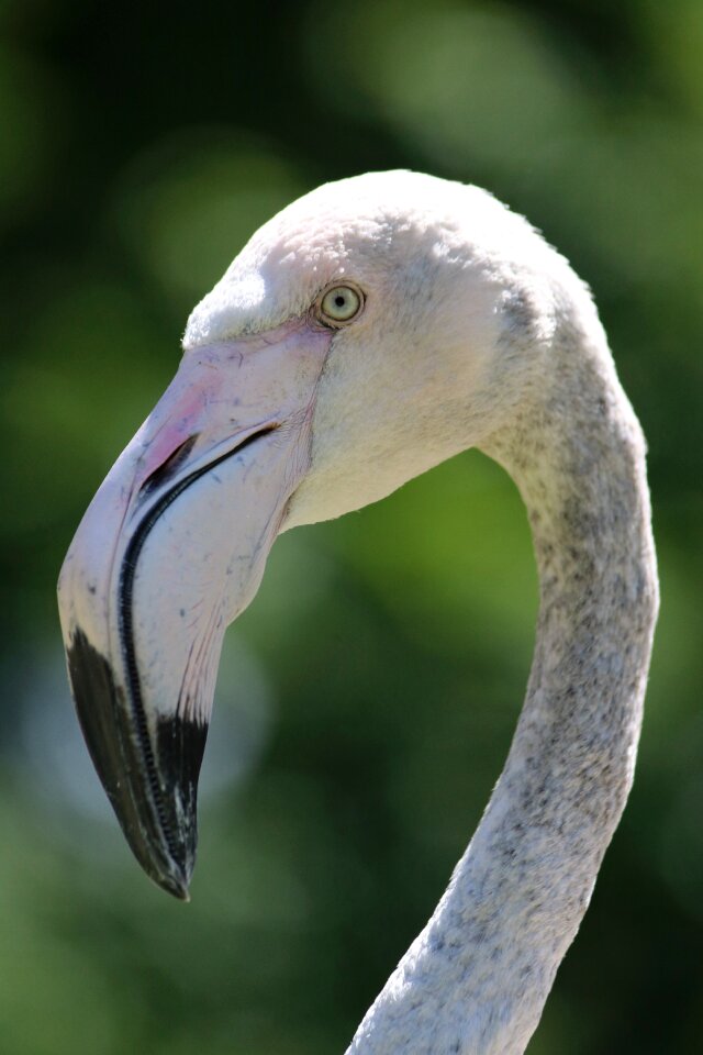 Birds animal world animals