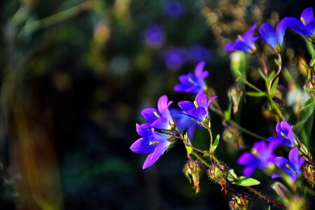 Nature flora purple flowers